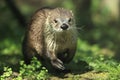 Northern river otter Royalty Free Stock Photo
