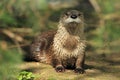 Northern river otter Royalty Free Stock Photo