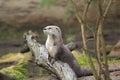 Northern river otter Royalty Free Stock Photo