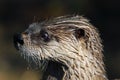 Northern River Otter Royalty Free Stock Photo