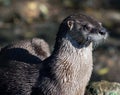 Northern River Otter Royalty Free Stock Photo