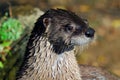 Northern River Otter Royalty Free Stock Photo