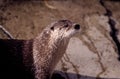 Northern River Otter  48165 Royalty Free Stock Photo