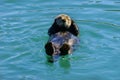 Northern river otter floating together belly up in a bright blue water Royalty Free Stock Photo