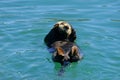 Northern river otter floating together belly up in a bright blue water Royalty Free Stock Photo