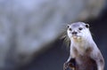 Northern River Otter (Lutra canadensis) Royalty Free Stock Photo