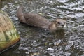 Northern river otter Royalty Free Stock Photo