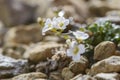 Northern Rock-cress flower - Arabidopsis petraea