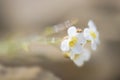 Northern Rock-cress flower - Arabidopsis petraea