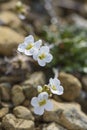 Northern Rock-cress flower - Arabidopsis petraea