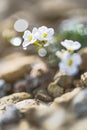 Northern Rock-cress flower - Arabidopsis petraea