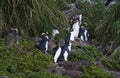 Northern Rockhopper Penguin, Eudyptes moseleyi Royalty Free Stock Photo