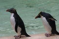 Northern Rockhopper Penguin - Eudyptes moseleyi