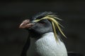 Northern rockhopper penguin (Eudyptes moseleyi). Royalty Free Stock Photo