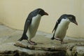 Northern rockhopper penguin (Eudyptes moseleyi). Royalty Free Stock Photo