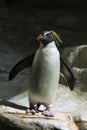 Northern rockhopper penguin (Eudyptes moseleyi).