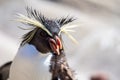 Northern rockhopper penguin, Moseleys rockhopper penguin, or Moseleys penguin