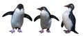 Northern rockhopper penguins