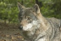 Northern Rocky Mountains wolf, Canis lupus irremotus