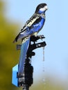 Blue parrot on a tap