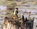 Northern Rough-winged Swallow Photo and Image. Close-up profile view, perched on a tree stump with a blur water background in its Royalty Free Stock Photo