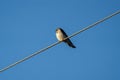 Northern rough winged swallow relaxing