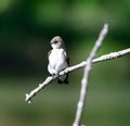 A Northern Rough-winged Swallow Royalty Free Stock Photo