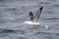 Northern Royal Albatross, Diomedea sanfordi Royalty Free Stock Photo