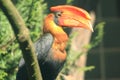 Northern rufous hornbill