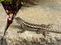 Northern Sagebrush Lizard Sunbathing Royalty Free Stock Photo