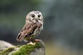 Northern Saw-Whet Owl