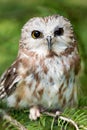 Northern Saw-Whet Owl Royalty Free Stock Photo