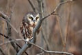 Northern Saw-Whet Owl Royalty Free Stock Photo