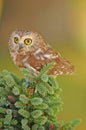Northern Saw-whet Owl Royalty Free Stock Photo