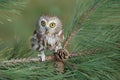 Northern Saw-whet Owl Royalty Free Stock Photo