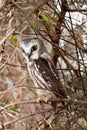 Northern Saw-whet Owl Royalty Free Stock Photo