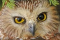 Northern Saw-whet Owl (Aegolius acadicus) Royalty Free Stock Photo