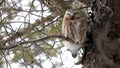 Northern Saw Whet Owl, Aegolius acadicus