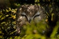 Northern Saw-whet Owl - Aegolius acadicus