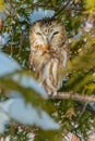 Northern Saw-whet Owl - Aegolius acadicus