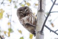 Northern saw-whet owl bird