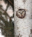 Northern Saw-Whet owl Royalty Free Stock Photo