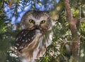 Northern Saw-whet Owl Royalty Free Stock Photo