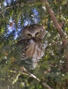 Northern Saw-whet Owl Royalty Free Stock Photo