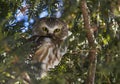Northern Saw-whet Owl Royalty Free Stock Photo