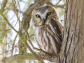 Northern saw-whet owl Royalty Free Stock Photo