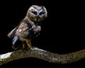 Northern saw-whet owl portrait