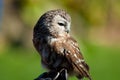 Northern Saw-Whet Owl in profile Royalty Free Stock Photo