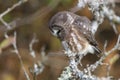 Northern saw whet owl Royalty Free Stock Photo