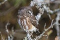 Northern saw whet owl Royalty Free Stock Photo